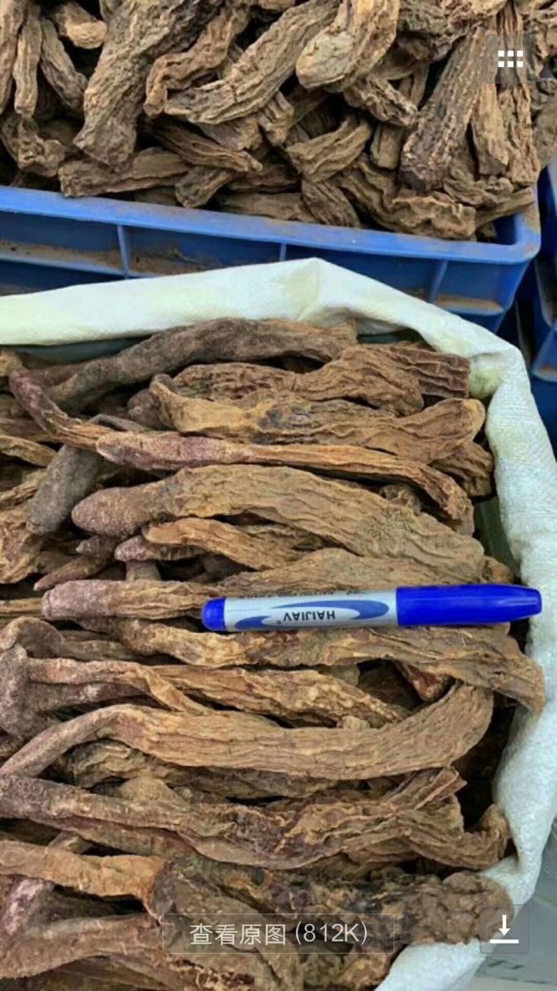 塔克拉玛干野生锁阳