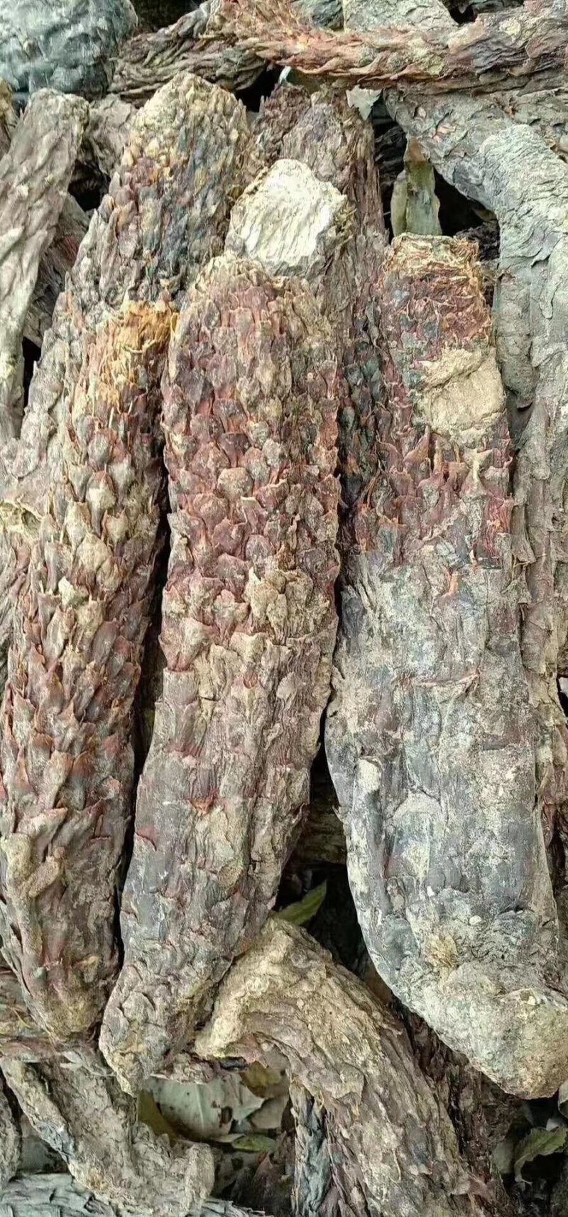 塔克拉玛干野生肉苁蓉