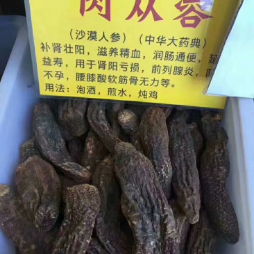 塔克拉玛干野生肉苁蓉