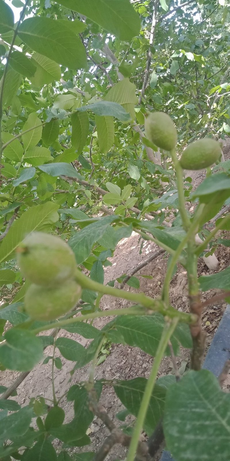 【核桃】新疆185纸皮核桃24年新货，自产自销