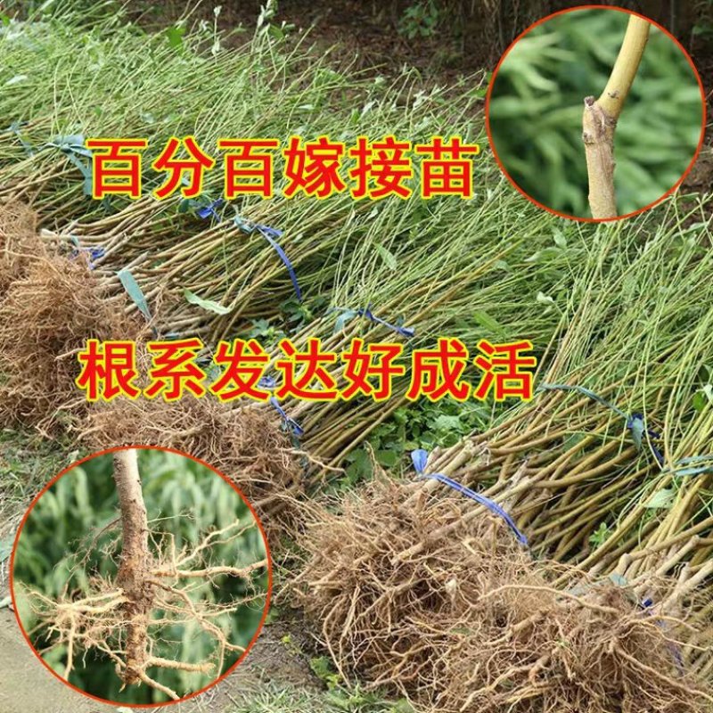 突围桃苗包品种包成活