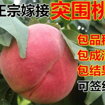 突围桃苗包品种包成活