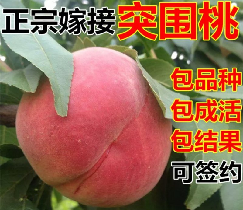 突围桃苗包品种包成活