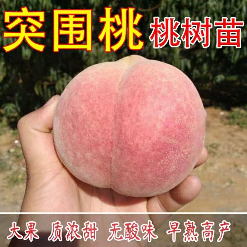 突围桃苗包品种包成活