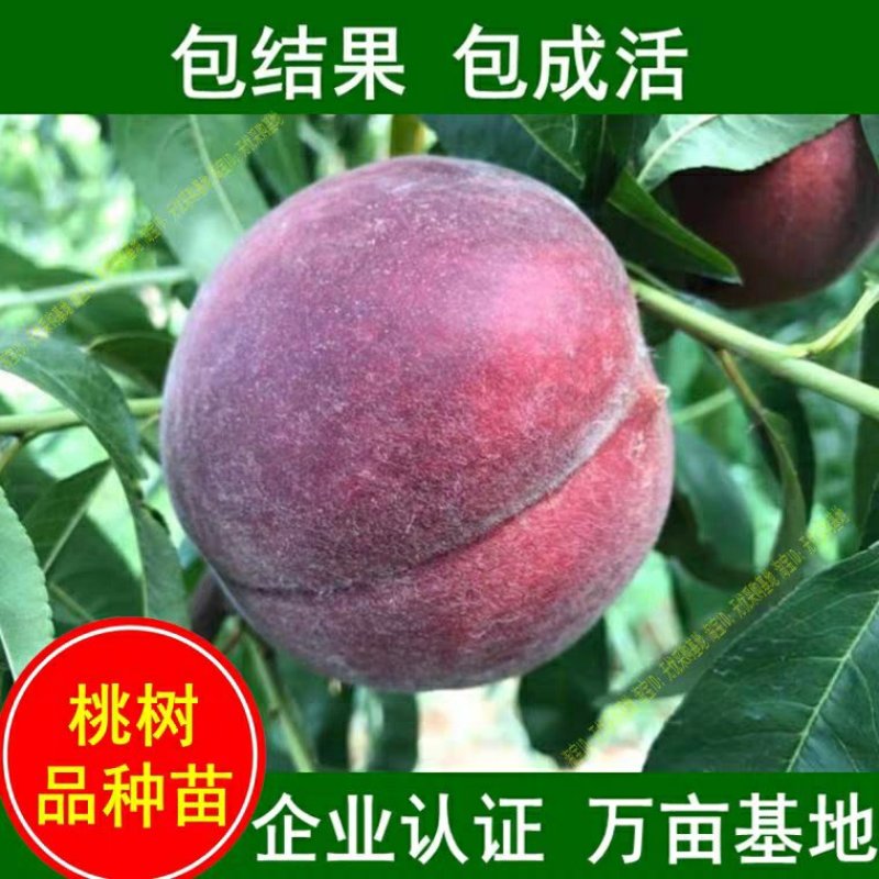 突围桃苗包品种包成活