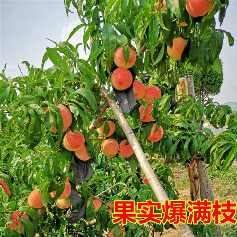 突围桃苗包品种包成活