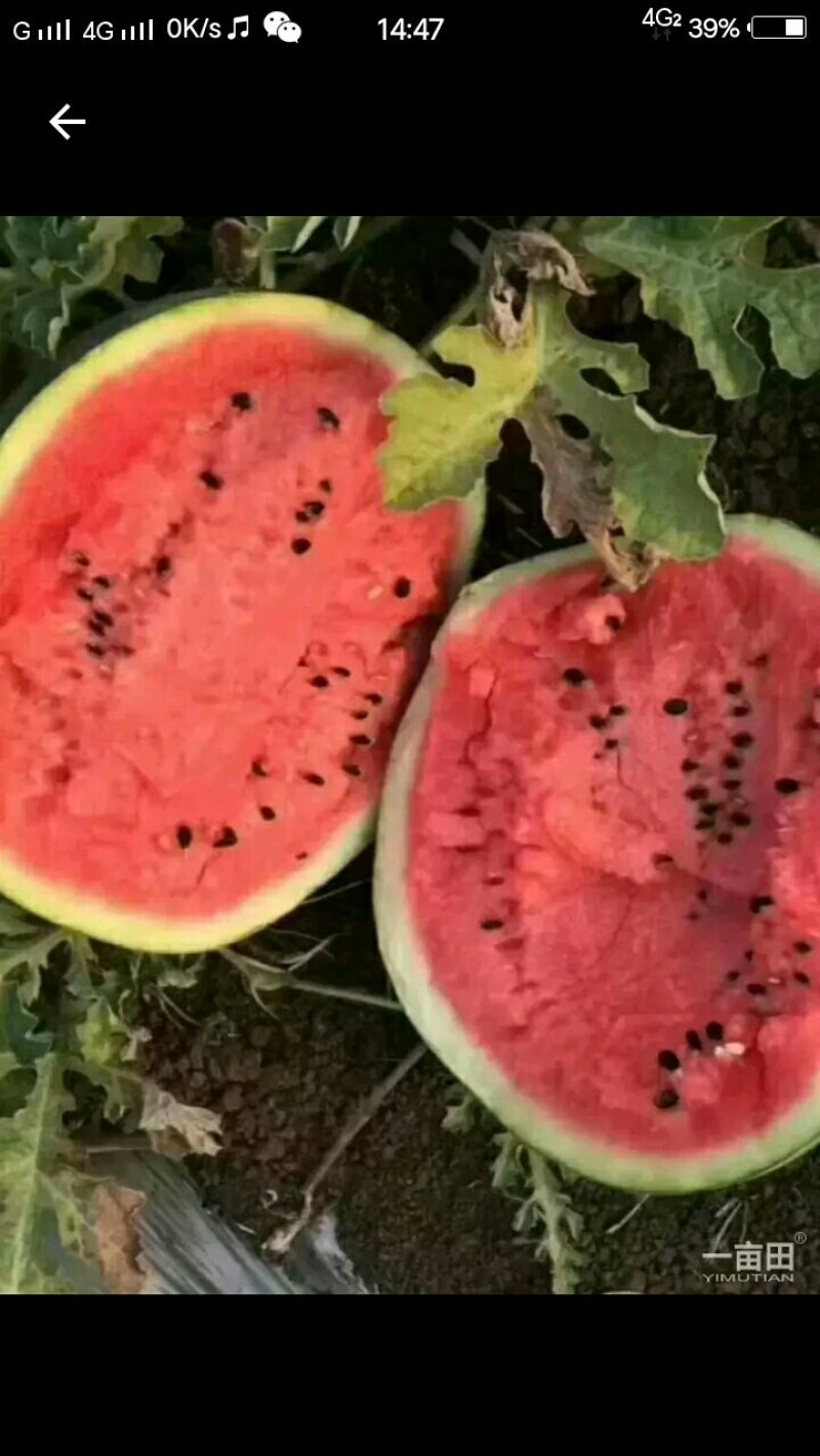 甜王鲁青西瓜以大量上市。七成半到八成熟有需要的老板请联系