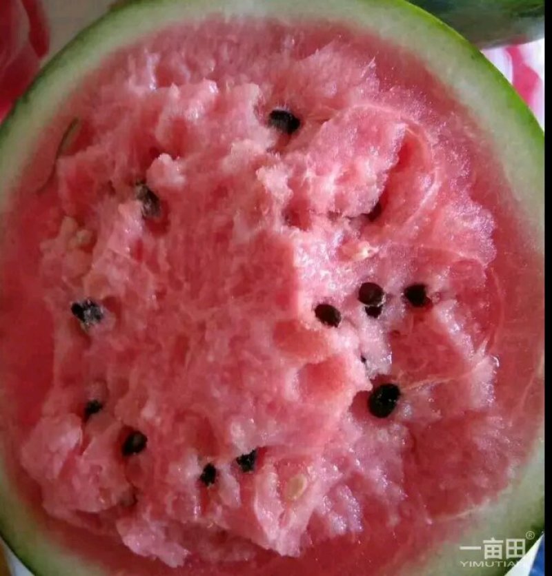 甜王鲁青西瓜以大量上市。七成半到八成熟有需要的老板请联系