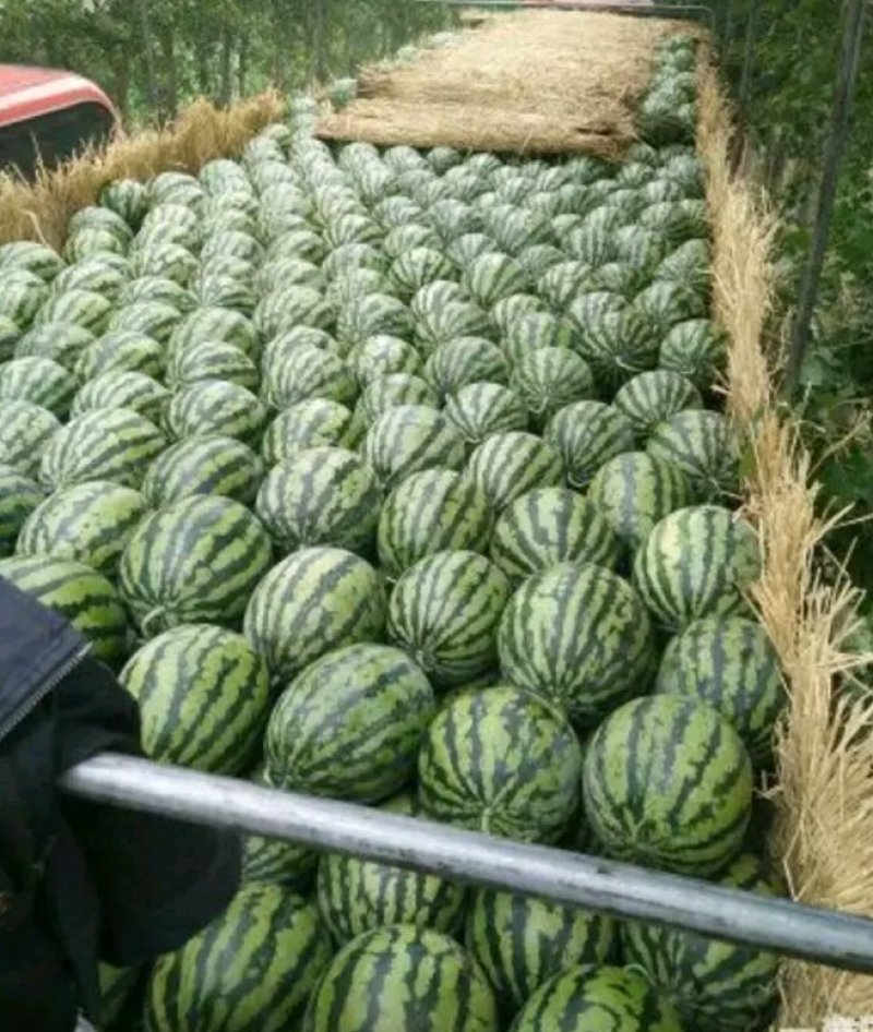 甜王鲁青西瓜以大量上市。七成半到八成熟有需要的老板请联系