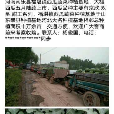 甜王鲁青西瓜以大量上市。七成半到八成熟有需要的老板请联系