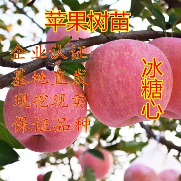 冰糖心苹果苗南北方种植包品种包活