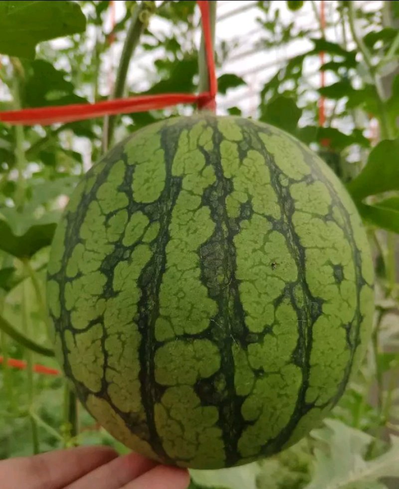 正宗仁风富硒西瓜