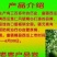 正宗仁风富硒西瓜