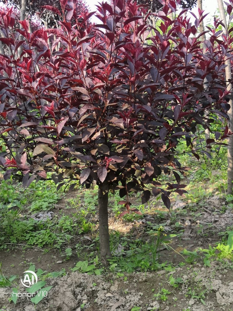 自己地里紫叶矮樱