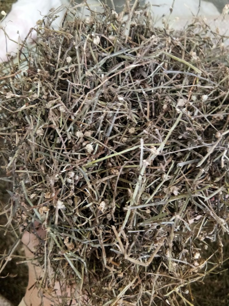 白花蛇舌草正品吸尘人工挑选干净无杂一公斤起包邮
