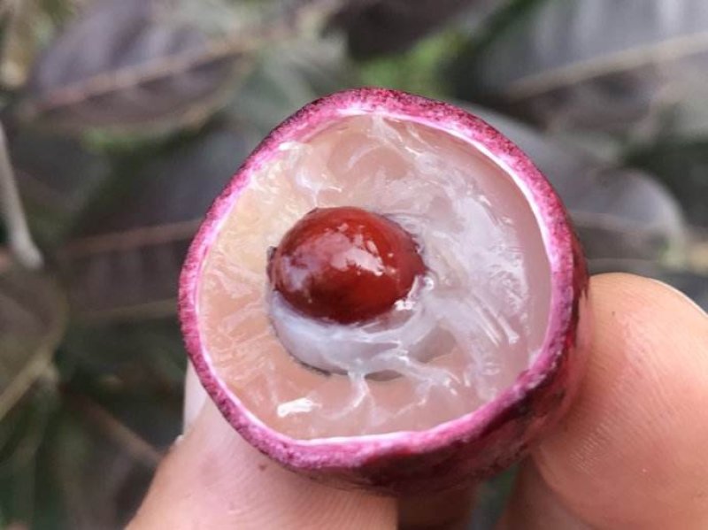 红皮龙眼苗，嫁接苗，带营养杯