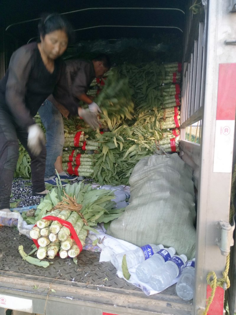 尖叶莴笋基地直供长期大量供应量大从优可实地考察
