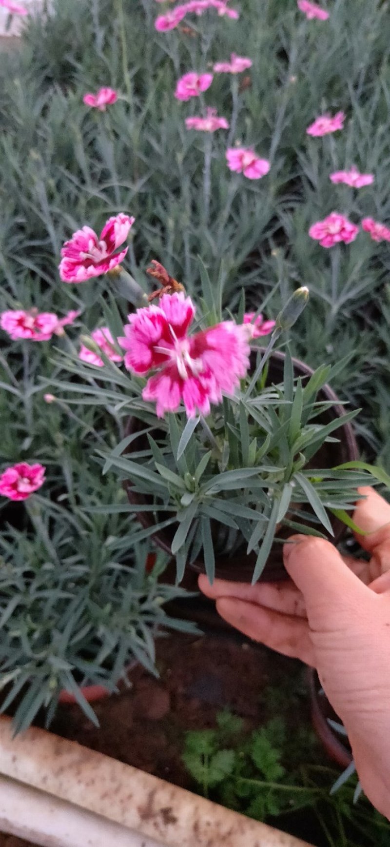 彩虹石竹