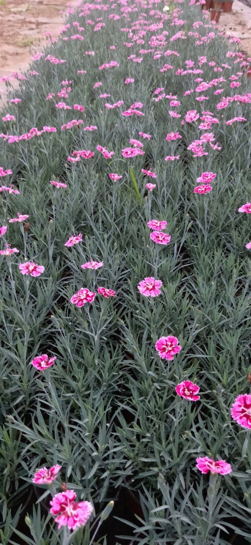 彩虹石竹