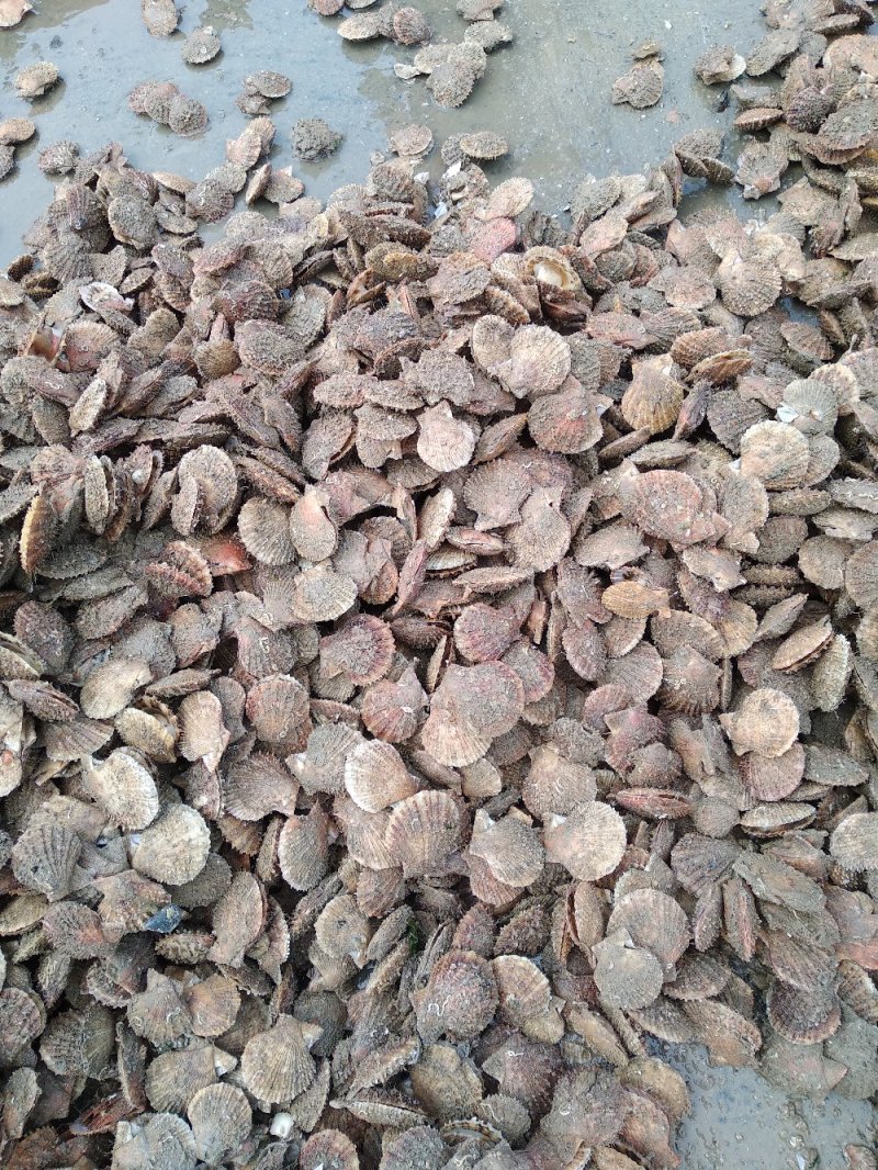 出售山东荣成扇贝现捞现卖自家养殖量大可优惠顺风车物流发货
