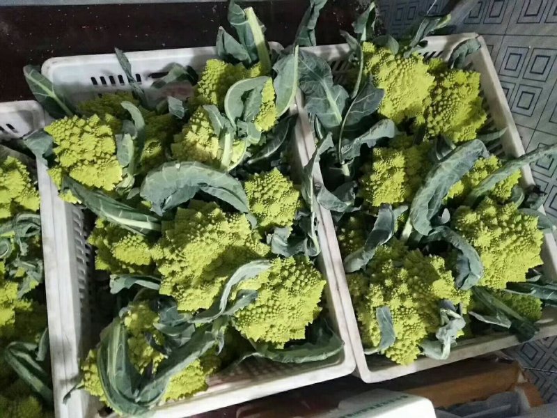 宝塔花，宝塔菜
