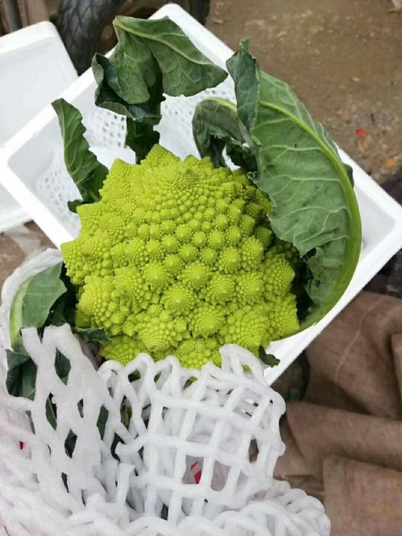 宝塔花，宝塔菜