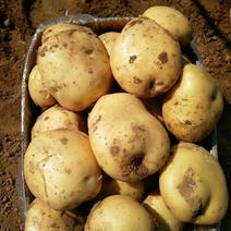 山东精品中薯5号荷兰系土豆全国发货产地直供欢迎洽谈