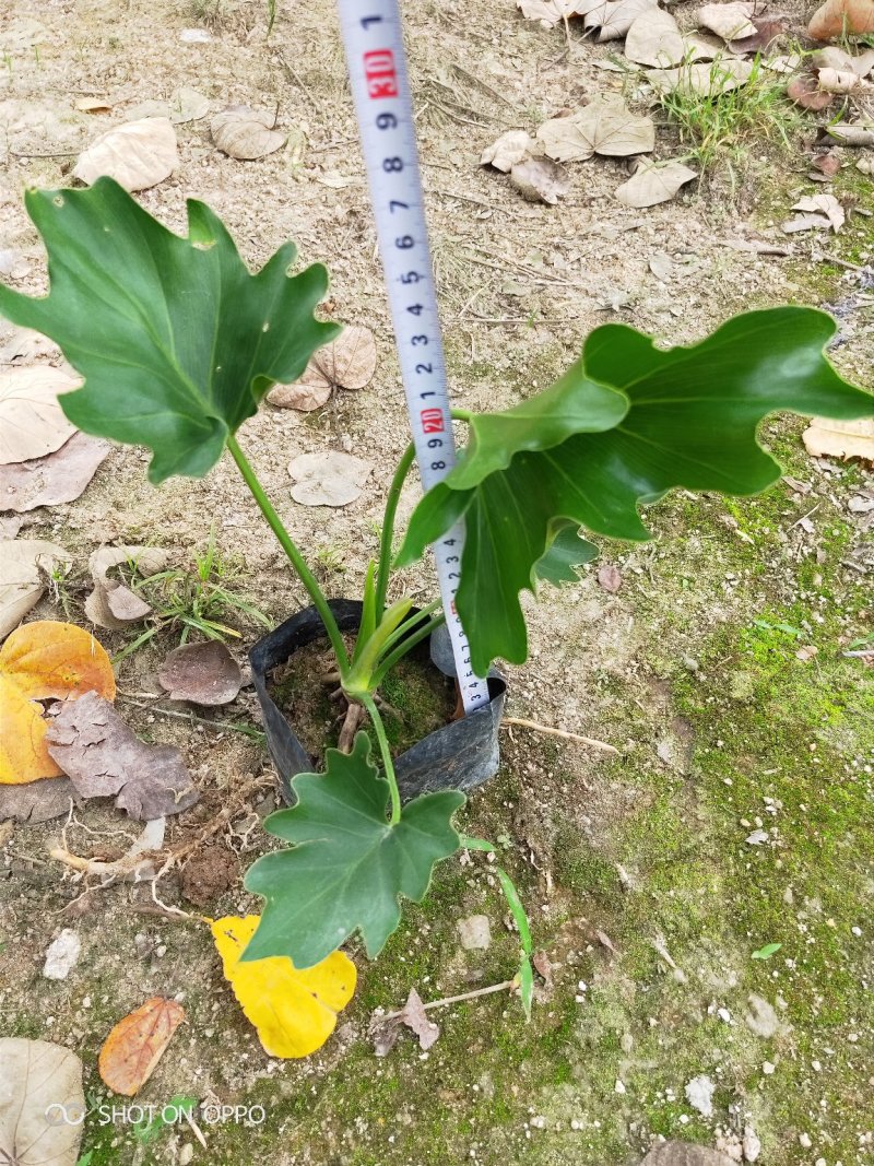 春羽高25到30福建漳州苗木基地闽景园艺