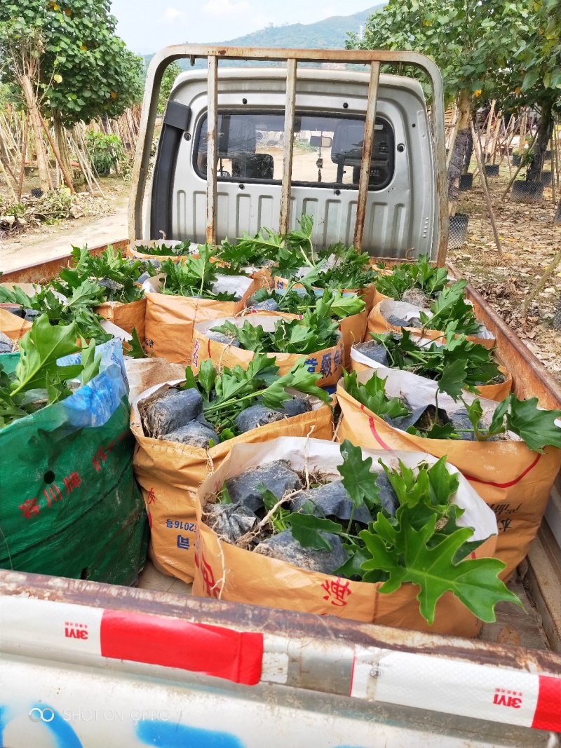 春羽高25到30福建漳州苗木基地闽景园艺