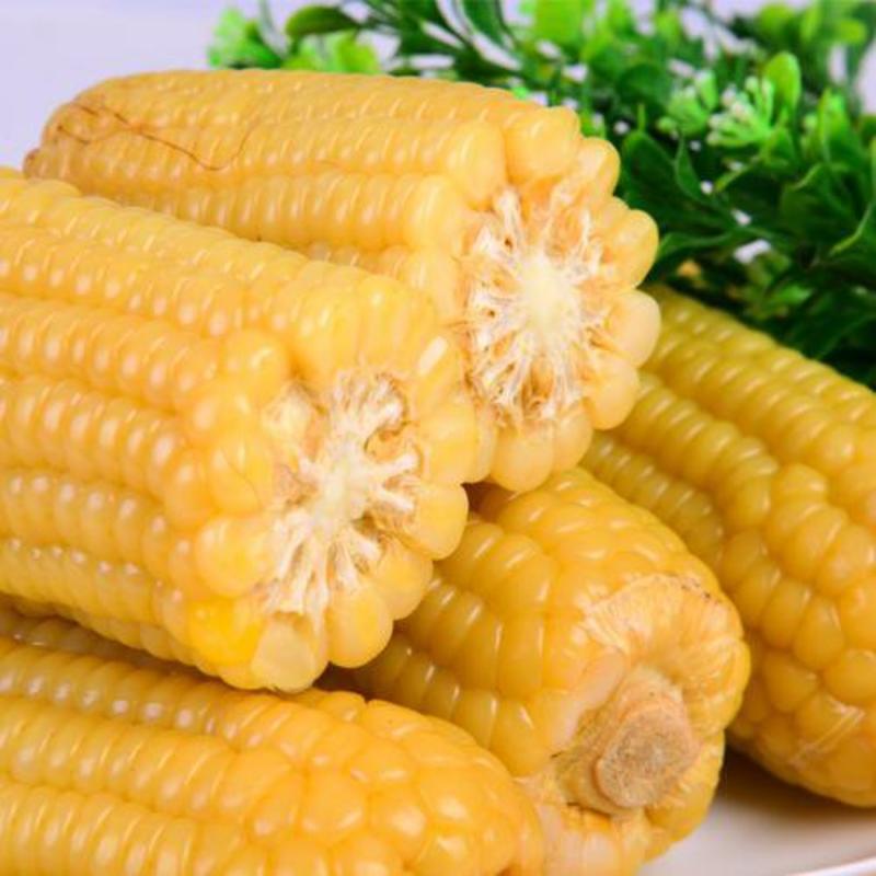 精品黄糯玉米种子，大棒型，产量高，单个重900克左右！