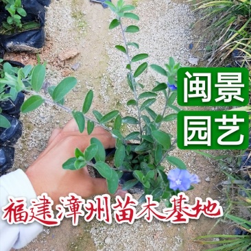 蓝星花高15左右福建漳州闽景园艺