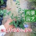蓝星花高15左右福建漳州闽景园艺