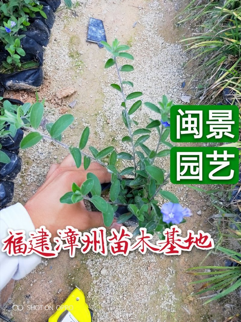 蓝星花高15左右福建漳州闽景园艺