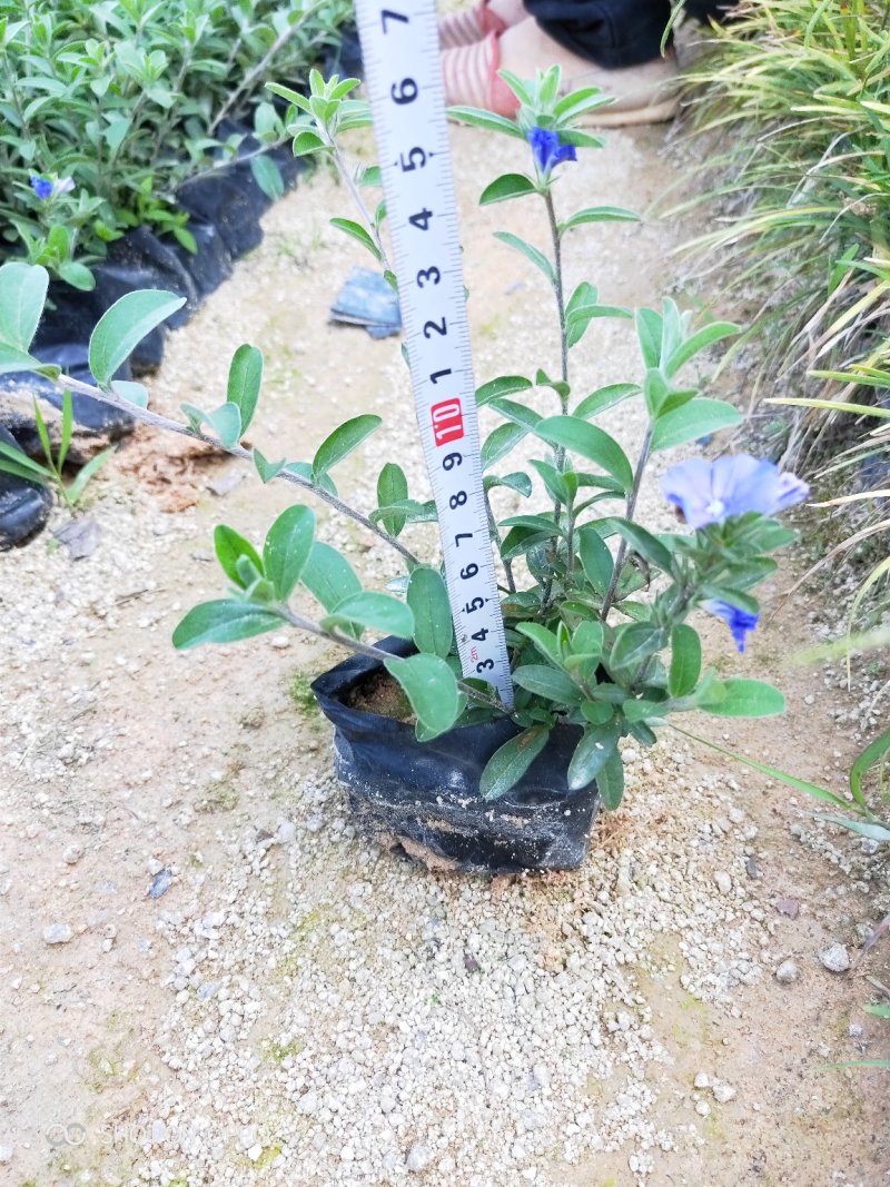 蓝星花高15左右福建漳州闽景园艺