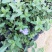 蓝星花高15左右福建漳州闽景园艺