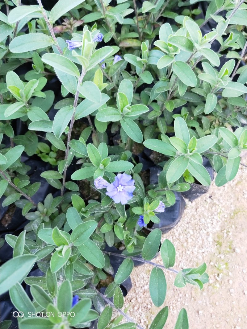 蓝星花高15左右福建漳州闽景园艺