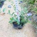 蓝星花高15左右福建漳州闽景园艺