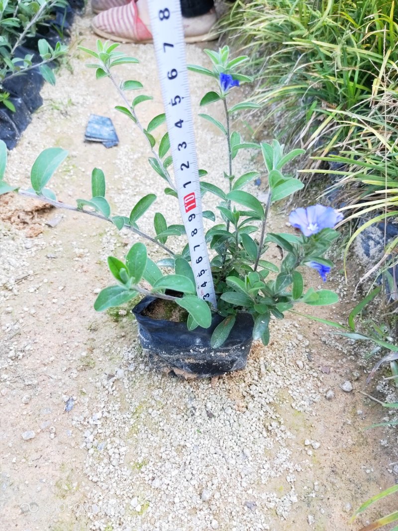 蓝星花高15左右福建漳州闽景园艺