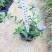 蓝星花高15左右福建漳州闽景园艺
