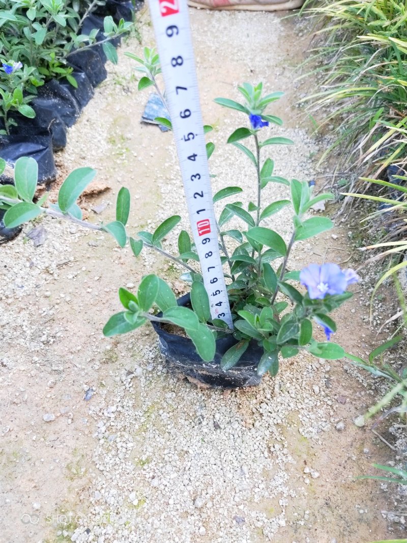 蓝星花高15左右福建漳州闽景园艺