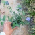 蓝星花高15左右福建漳州闽景园艺