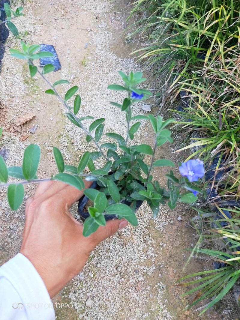 蓝星花高15左右福建漳州闽景园艺