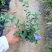 蓝星花高15左右福建漳州闽景园艺