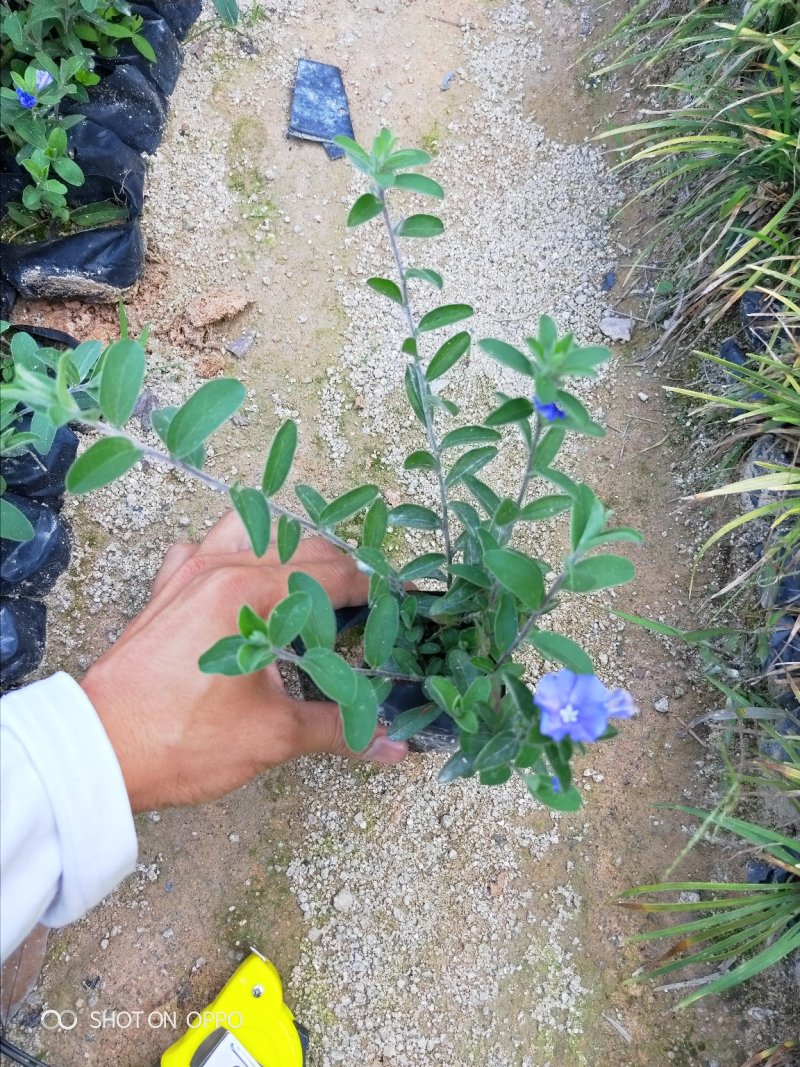 蓝星花高15左右福建漳州闽景园艺