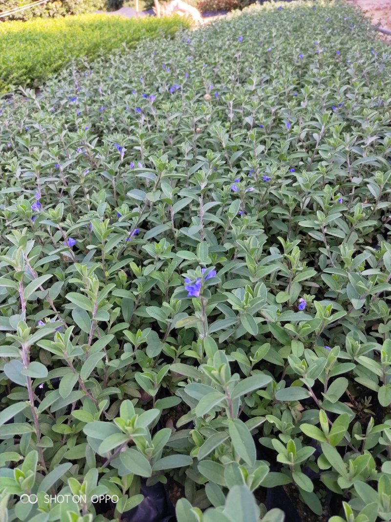 蓝星花高15左右福建漳州闽景园艺
