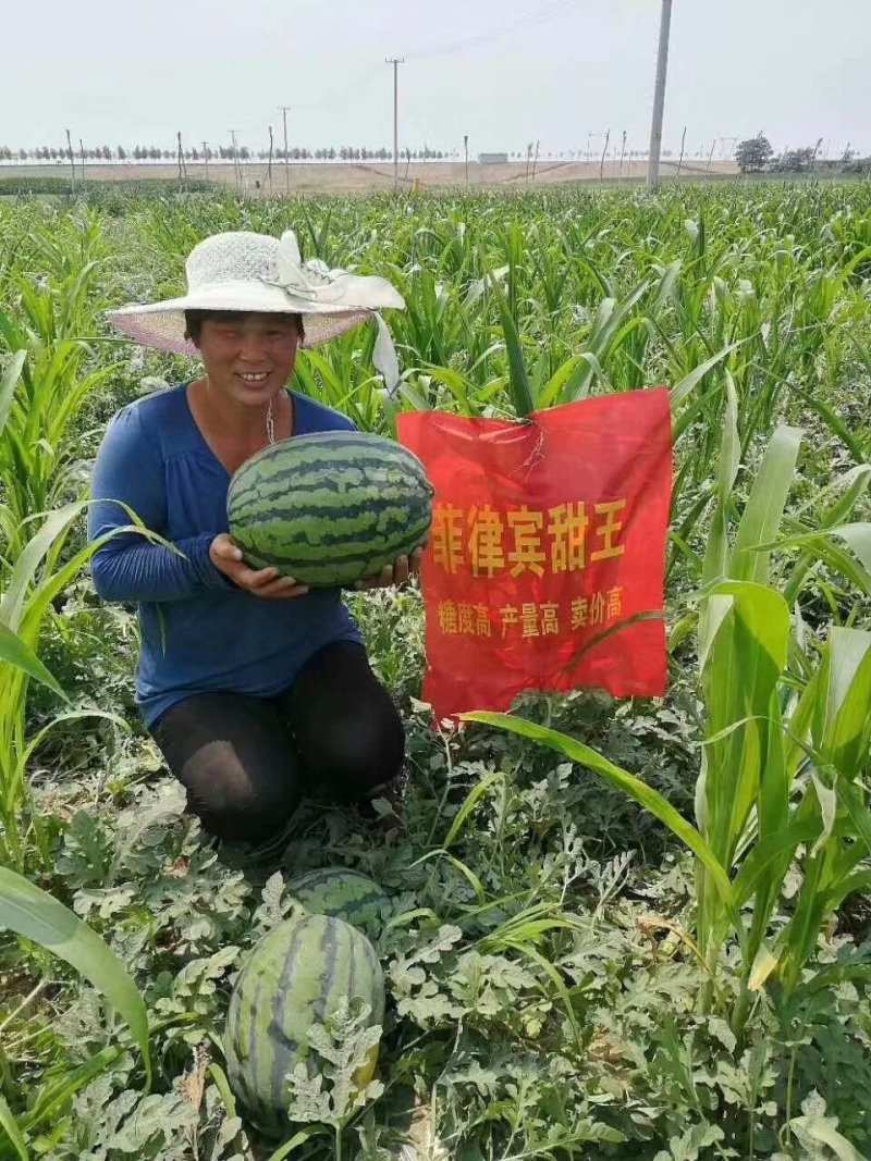 河北保定甜王西瓜，大量上市产地代办代发全国，保证质量