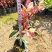 扶桑(朱槿)彩叶扶桑福建漳州闽景园艺场