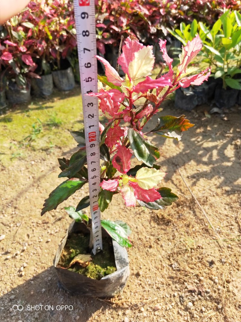扶桑(朱槿)彩叶扶桑福建漳州闽景园艺场