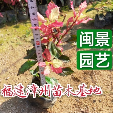 扶桑(朱槿)彩叶扶桑福建漳州闽景园艺场