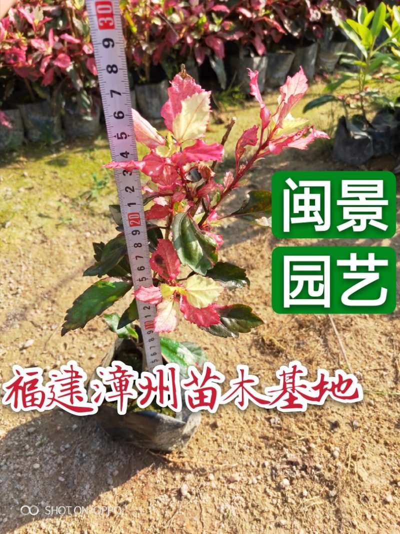 扶桑(朱槿)彩叶扶桑福建漳州闽景园艺场
